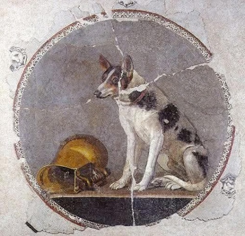 little dog in sky.jpg